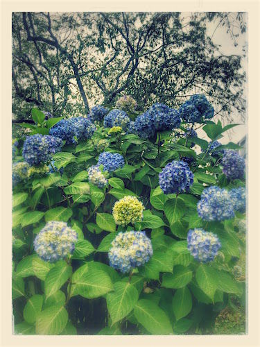 IMG_6395-EFFECTS