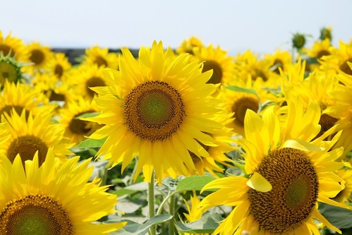 DSCF1544