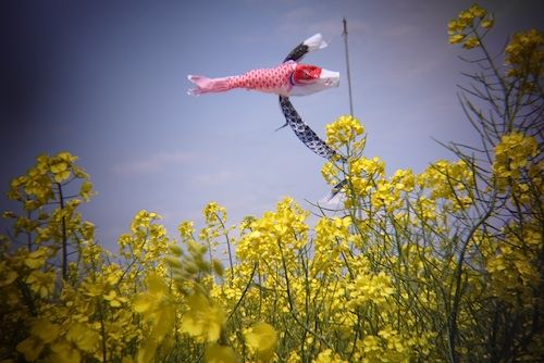 石巻菜の花