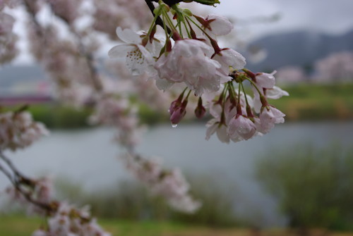 一目千本桜雨2