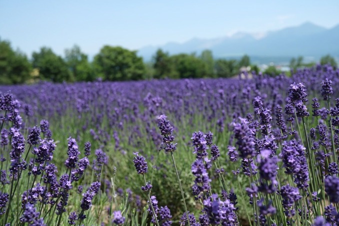 DSCF3788