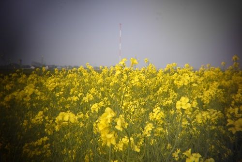 ���Ӷ�ڤβ�