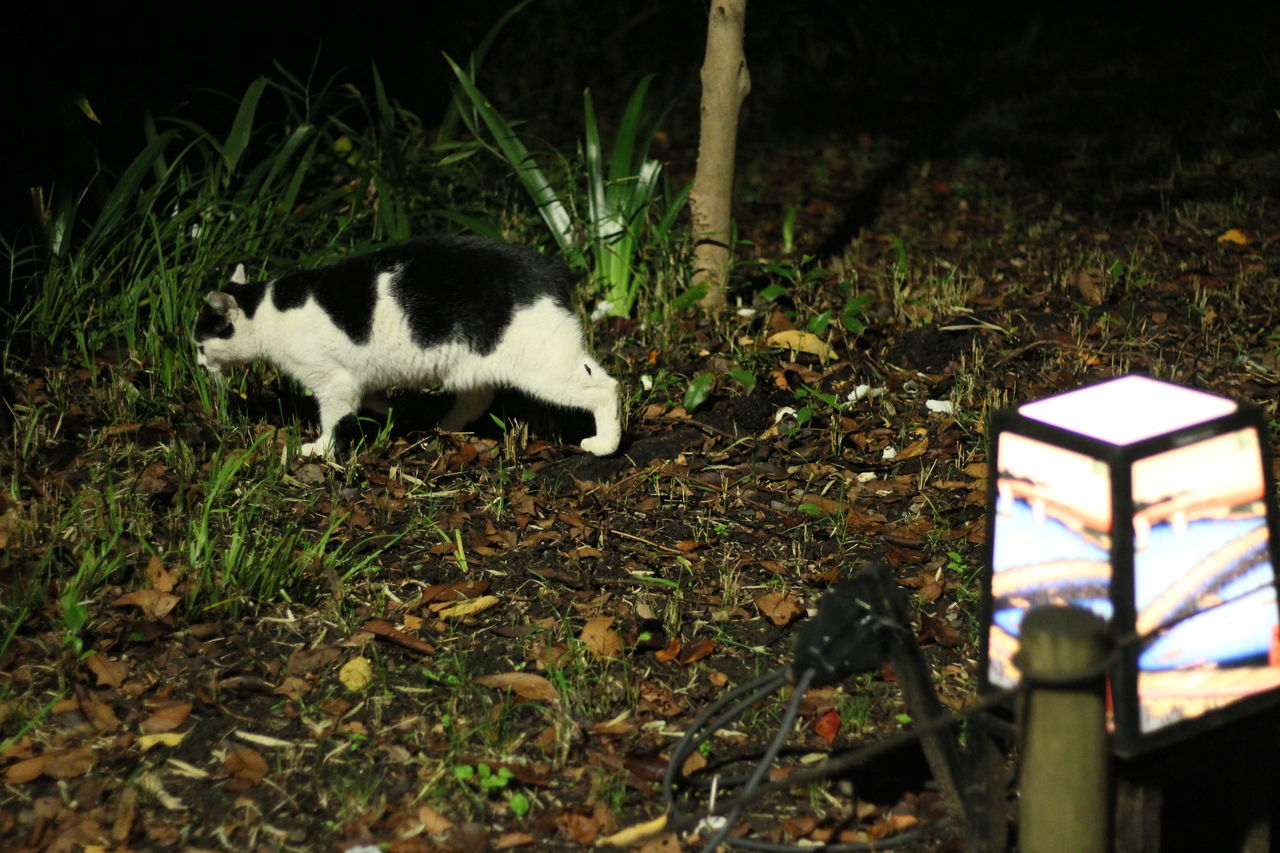 上野公園の猫 Lover Society 上野公園の猫 Lover Society