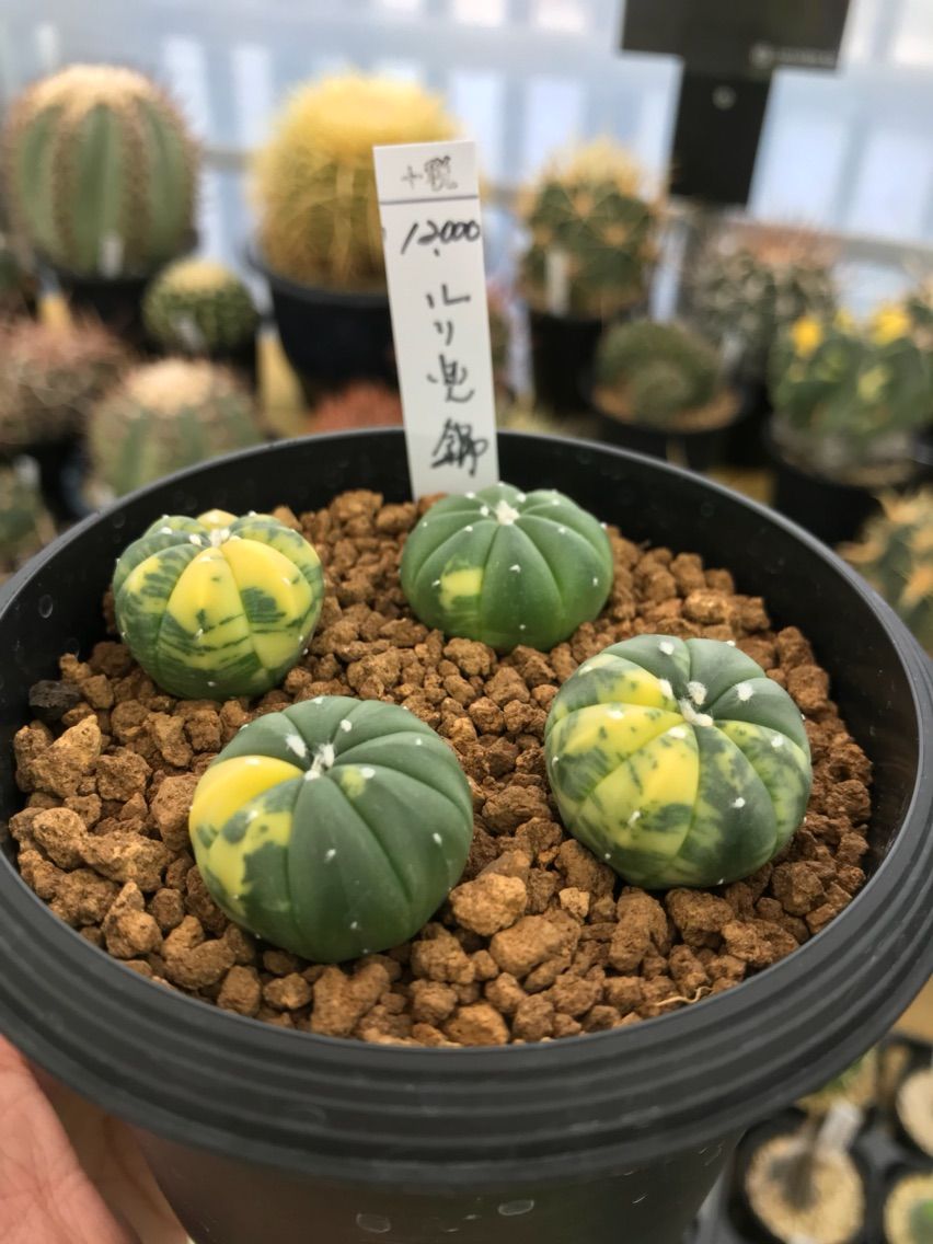 秋のサボテン 多肉植物フェア Lover Society