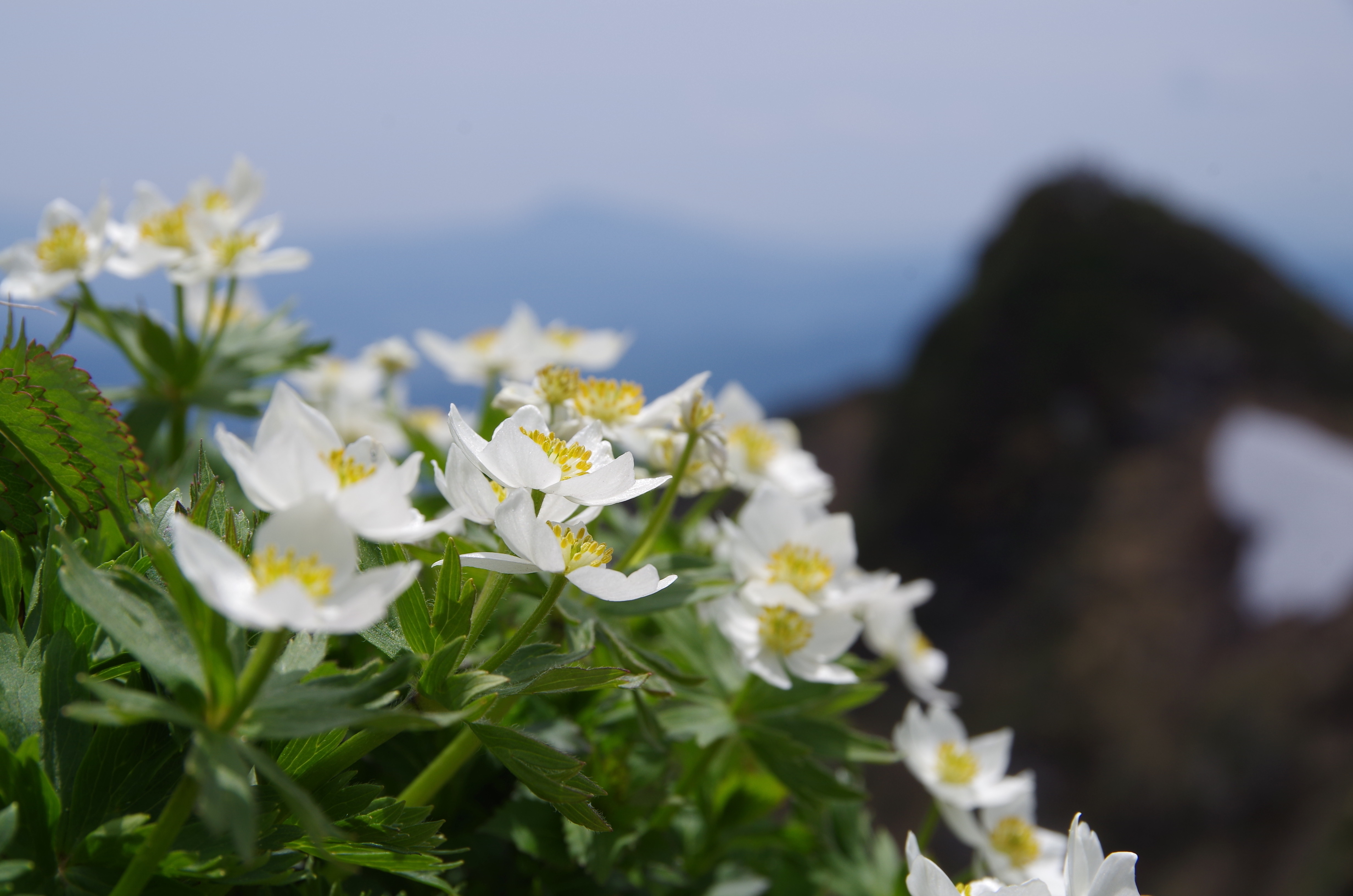 谷川岳の花 6月 Images