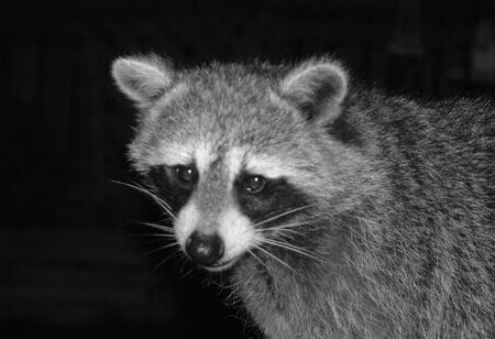 ウチの池に害獣出現 試製 Bassrod Third