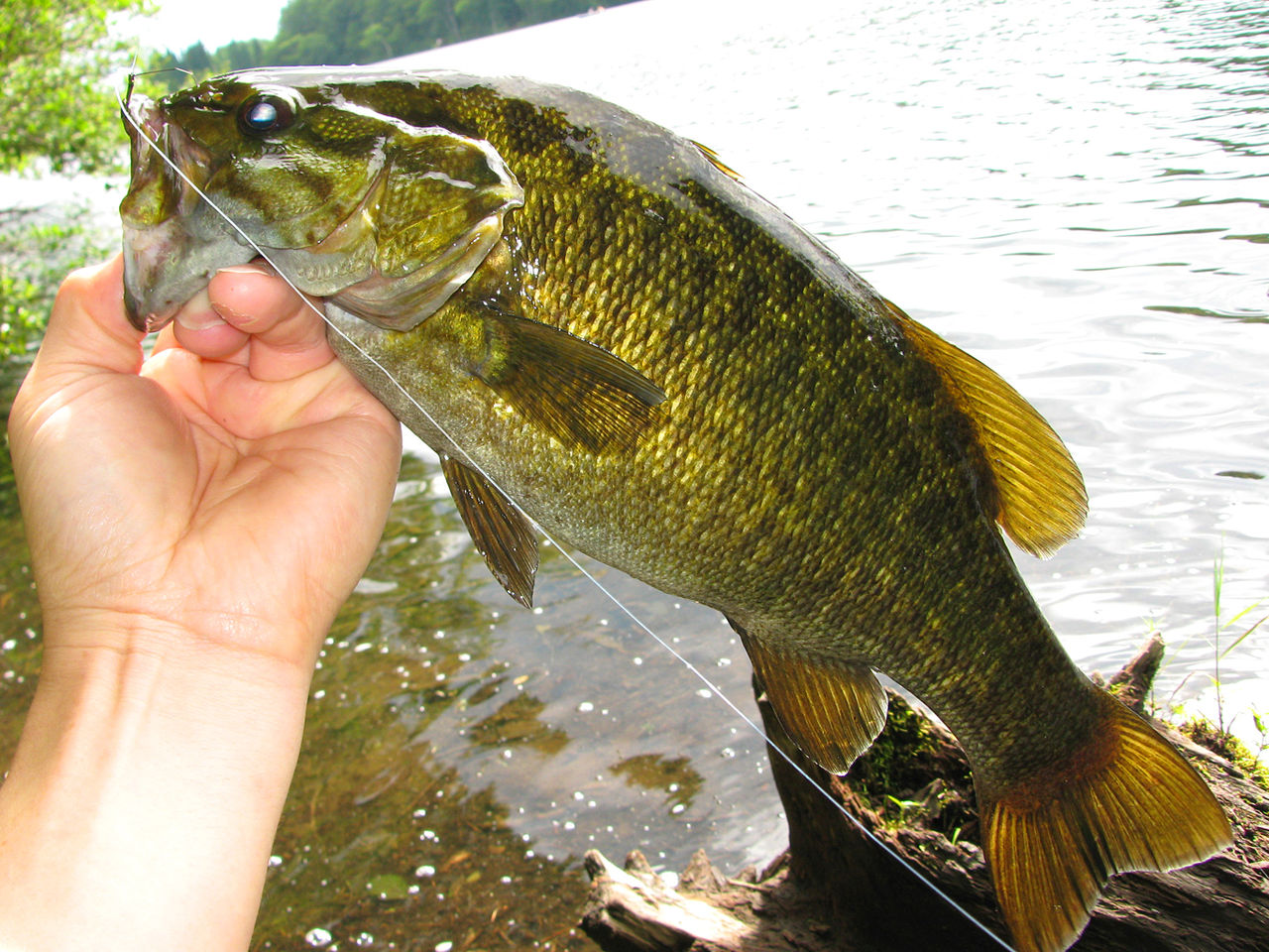 地域別 Rod Test釣行 6 希望湖 試製 Bassrod Third 地域別 Rod Test釣行 6 希望湖 試製 Bassrod Third