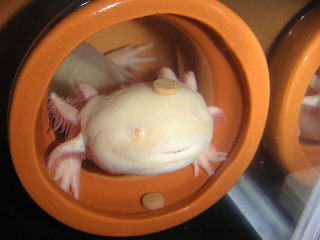 うぴブログ ウーパールーパー Livedoor Blog ブログ