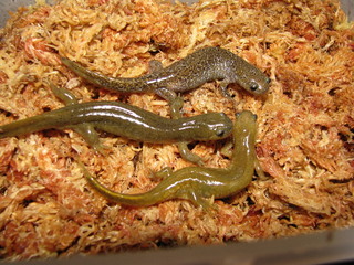 カスミサンショウウオ
