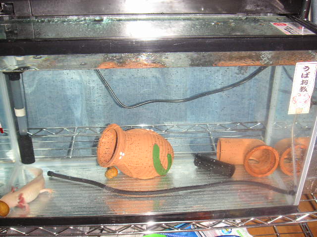 ウーパールーパーの水カビ病 うぴブログ