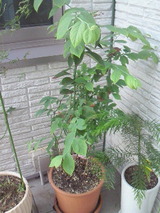 f85ecd2f.jpg