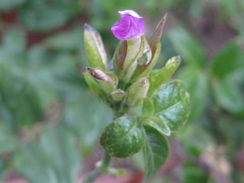 Peristrophe Peristrophe bivalvis は、Piper sarmentosum より 耐寒性があるようだ : 日記
