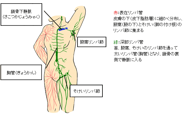 リンパ節を温めるだけで難病 L773nanamilのblog リンパ節を温めるだけで難病 L773nanamilのblog