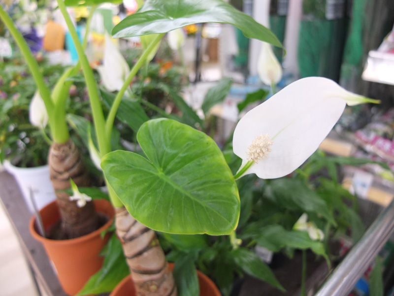 タロイモ 花と本
