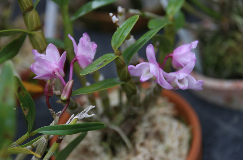 396円 適当な価格 石斛花物 セッコク 黄石公 きせっこう 5 6条