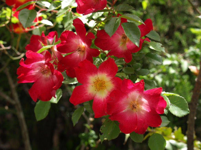 ノイバラ 花と本