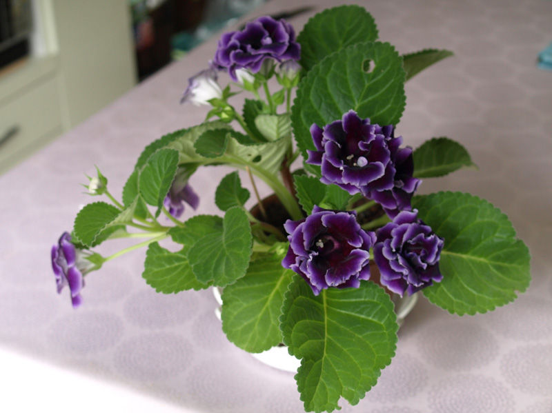 グロキシニア 花と本