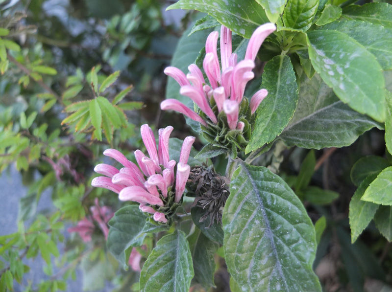 珊瑚花 サンゴバナ 花と本