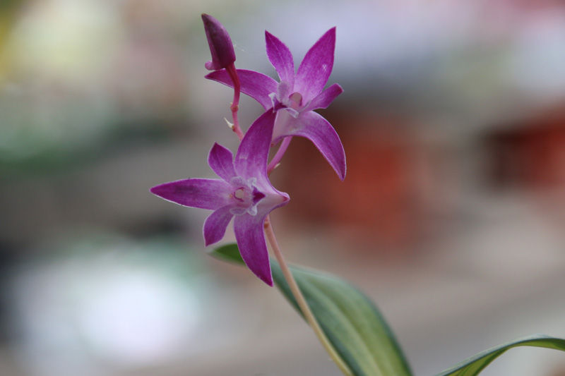 396円 適当な価格 石斛花物 セッコク 黄石公 きせっこう 5 6条