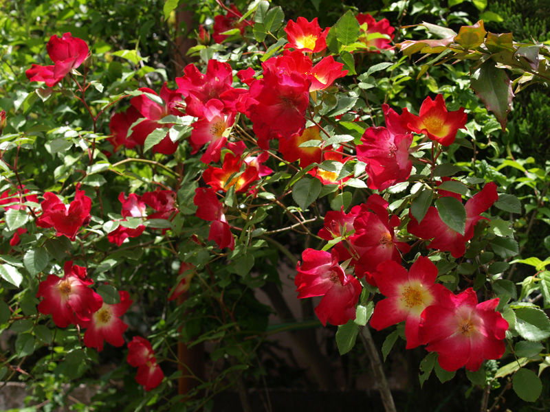 ノイバラ 花と本