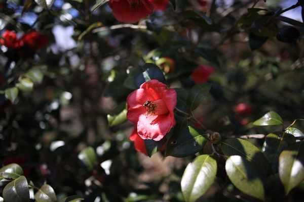 s-IMG_4452