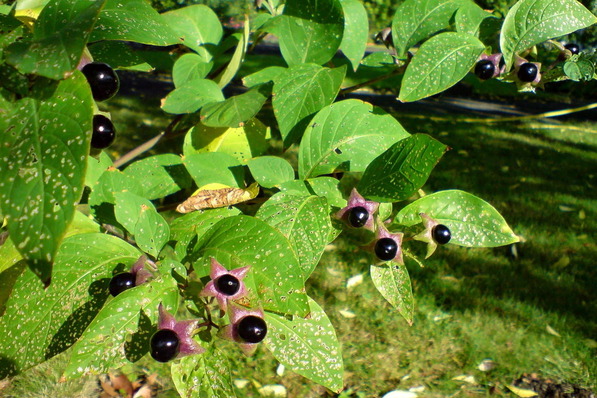 Belladonna