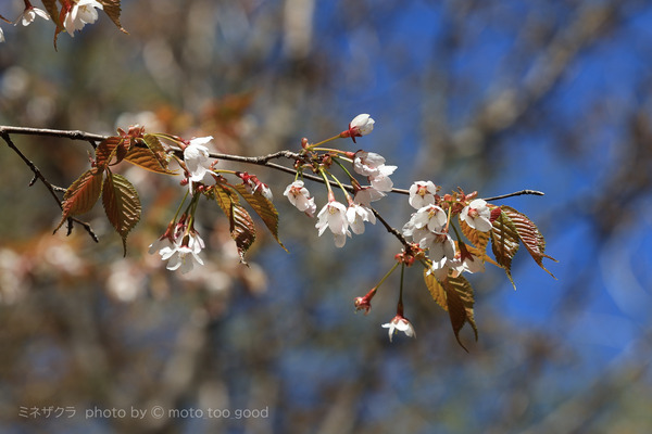 IMG_4240-01