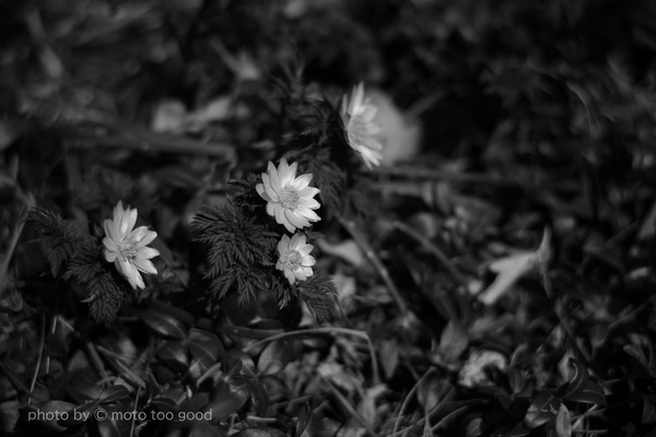 IMG_5458