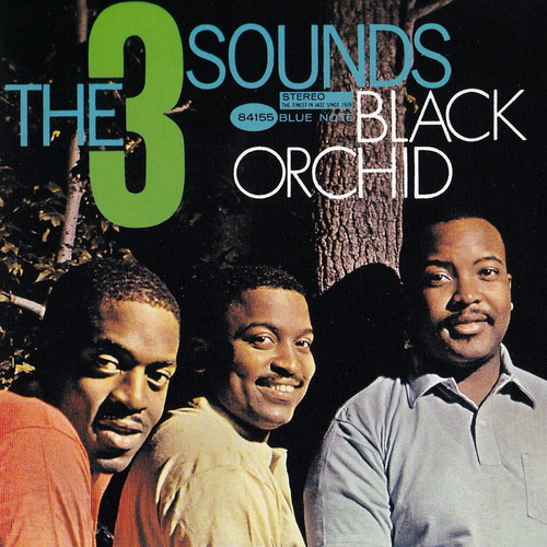 4155 Black Orchid