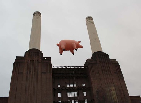 pig10