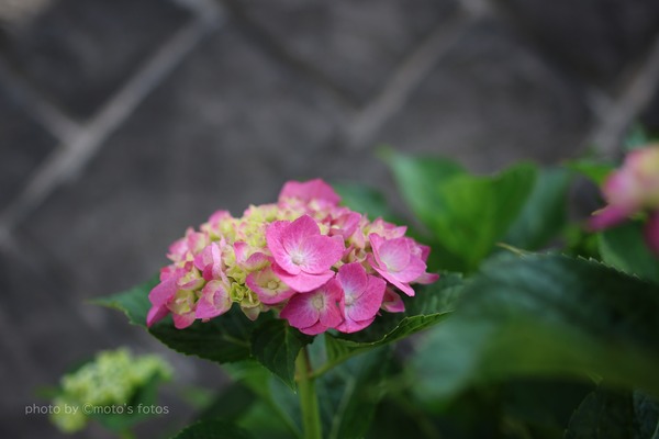 s-ZM28 063A0281
