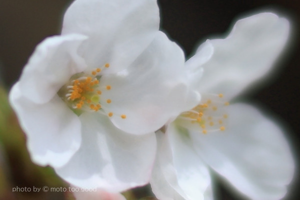 IMG_5564b
