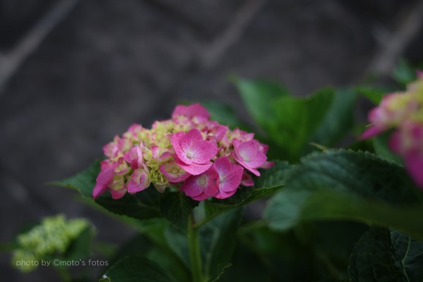 s-ZN28 063A0286