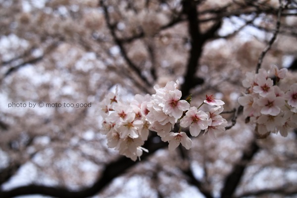 IMG_5967h