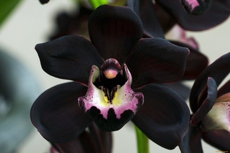 Black-Orchid0036