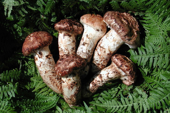 matsutake100