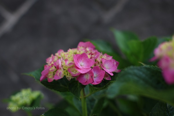 s-ZP28 063A0279