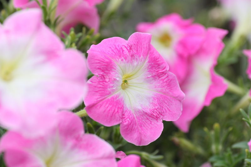 ピンク色の花 La Bijou ラ ビジュウ のロマンティック ハンドメイド ピンク色の花 La Bijou ラ ビジュウ のロマンティック ハンドメイド
