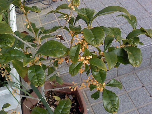 鉢植えの金木犀 ねことフラメンコ