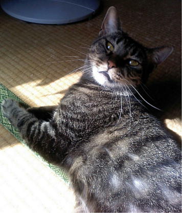 フロントラインプラス 46時間経過 ねことフラメンコ