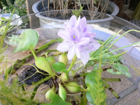 ホテイアオイに花が咲きました Floraison S Message