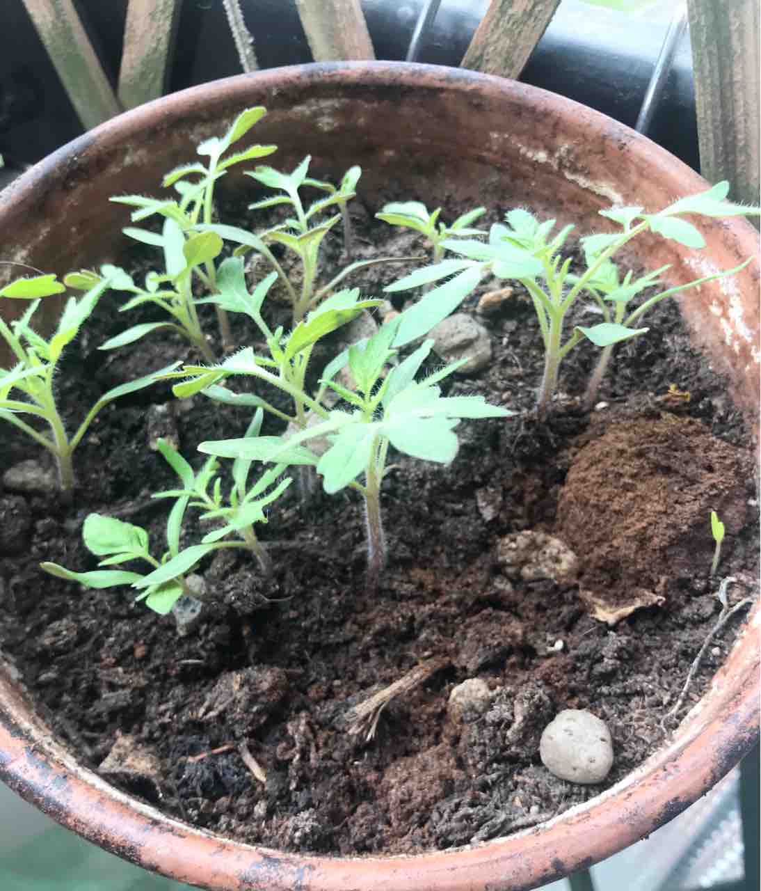 土はちゃんとしたものを買うべし やっぱりイタリアが好き