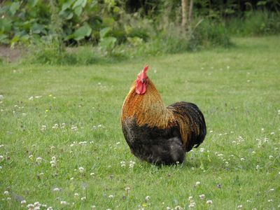 ニワトリのメガネ00