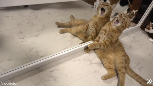 猫10匹と大きな鏡01