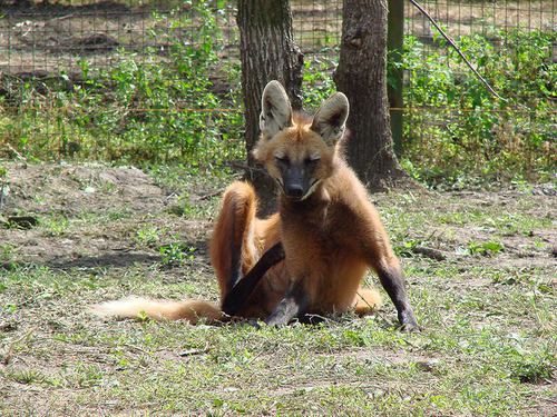 タテガミオオカミ11