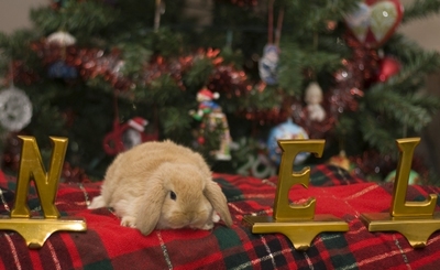 ���켪�����������򿶤�󤷤�02