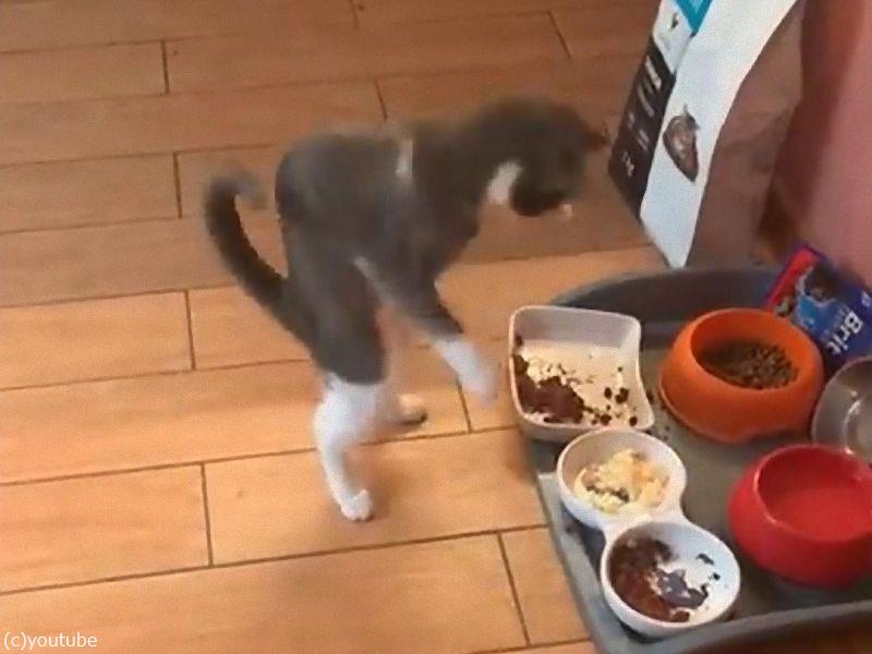 子猫らしからぬ動き…初めてのオムレツに興奮する（動画）