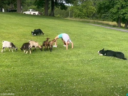 牧羊犬が子ヤギを誘導する先は…少女の背中の下！（動画）
