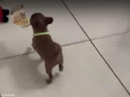 大泥棒の子犬…お札をくわえて逃げ出す