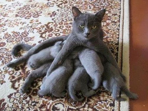 ママ猫＆犬が子育てに奮闘してるときの顔03